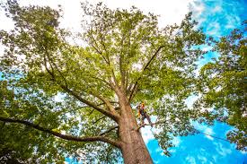 Best Commercial Tree Services  in Edwardsburg, MI