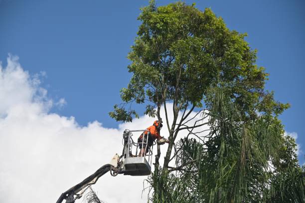 Best Tree Risk Assessment  in Edwardsburg, MI