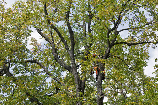 Best Arborist Consultation Services  in Edwardsburg, MI